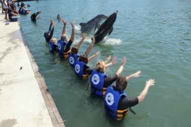 nado con delfines pedrito punta cana